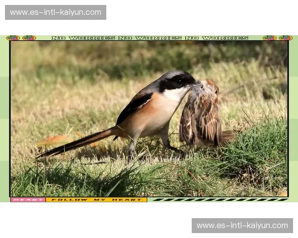 伯劳vs：一场横跨时空的生命博弈，探寻自然的生存智慧